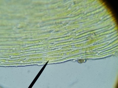 Herzogiella seligeri