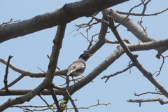 Acridotheres tristis