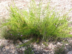 Coopernookia scabridiuscula