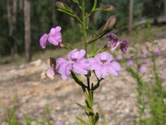 Coopernookia scabridiuscula