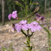 Coopernookia scabridiuscula - Photo (c) Tony Bean, μερικά δικαιώματα διατηρούνται (CC BY-NC), uploaded by Tony Bean