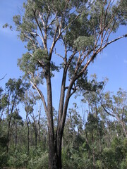 Eucalyptus decorticans
