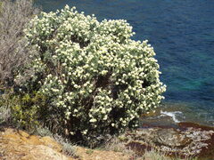 Anthyllis barba-jovis