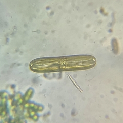 Bacillariophyceae