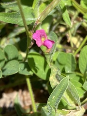 Tephrosia purpurea