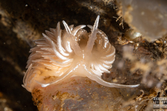 Favorinus blianus