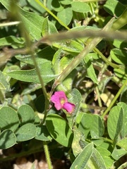 Tephrosia purpurea