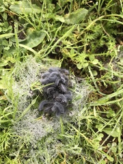 Thaumetopoea herculeana