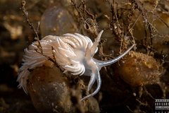 Favorinus blianus
