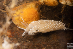 Favorinus blianus