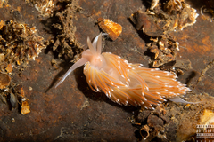 Facelina bostoniensis