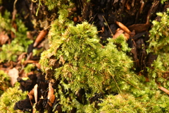 Herzogiella seligeri