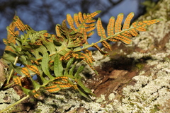 Polypodium interjectum