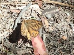 Heteronympha merope