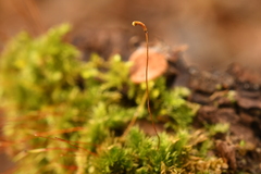 Herzogiella seligeri