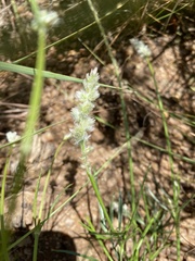 Cyphocarpa angustifolia