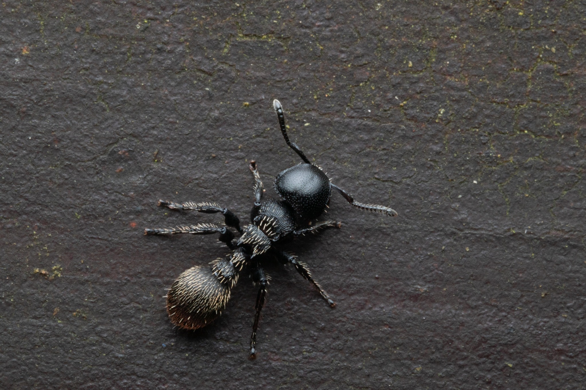 Procryptocerus impressus