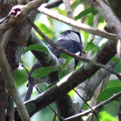 Notharchus pectoralis