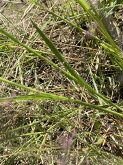 Panicum schinzii