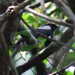 Notharchus pectoralis