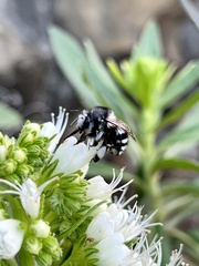 Anthophora alluaudi