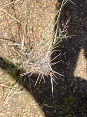 Pogonarthria squarrosa