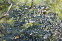 Glochidion philippicum