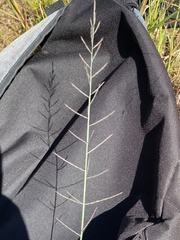 Pogonarthria squarrosa