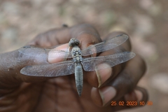 Palpopleura deceptor