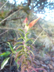 Castilleja quirosii