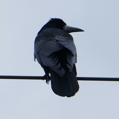 Corvus frugilegus