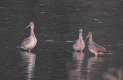 Limosa limosa