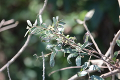 Glochidion philippicum