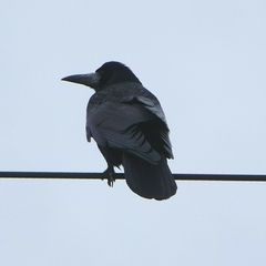 Corvus frugilegus