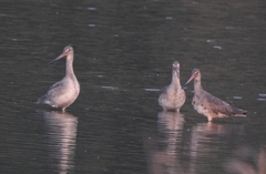 Limosa limosa