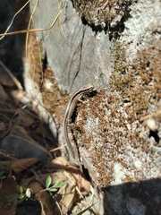 Ablepharus himalayanus