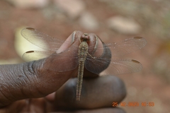Crocothemis divisa