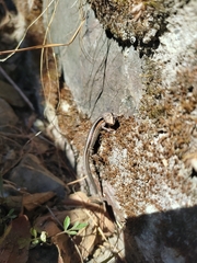 Ablepharus himalayanus