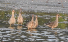 Limosa limosa