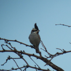 Lophospingus pusillus