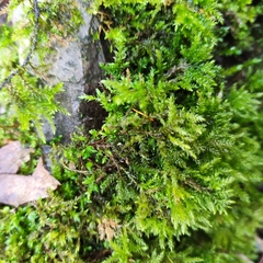 Thamnobryum alopecurum