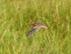Gallinago stenura