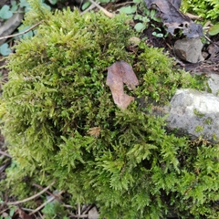 Thamnobryum alopecurum