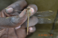 Orthetrum angustiventre