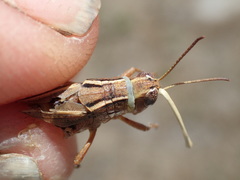 Phaulacridium vittatum