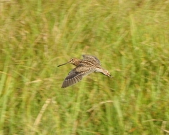 Gallinago stenura