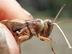 Phaulacridium vittatum