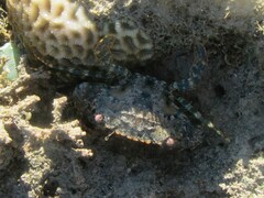 Thranita coeruleipes