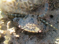 Thranita coeruleipes