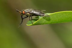 Chrysops niger